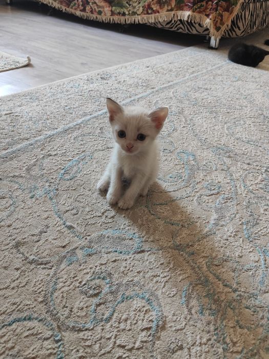 Одам котята бесплатно