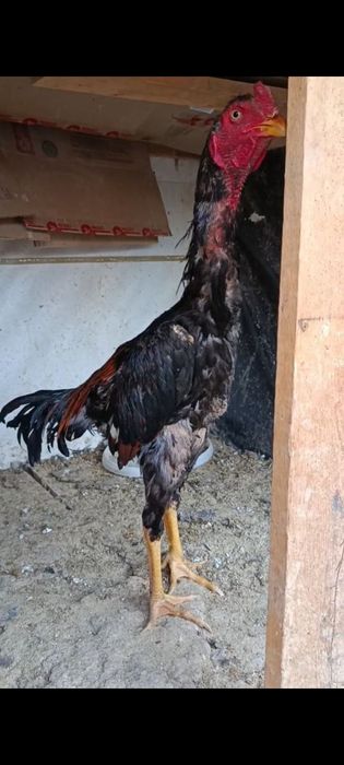 Mykolaiv, Ukrainadagi xususiy porno