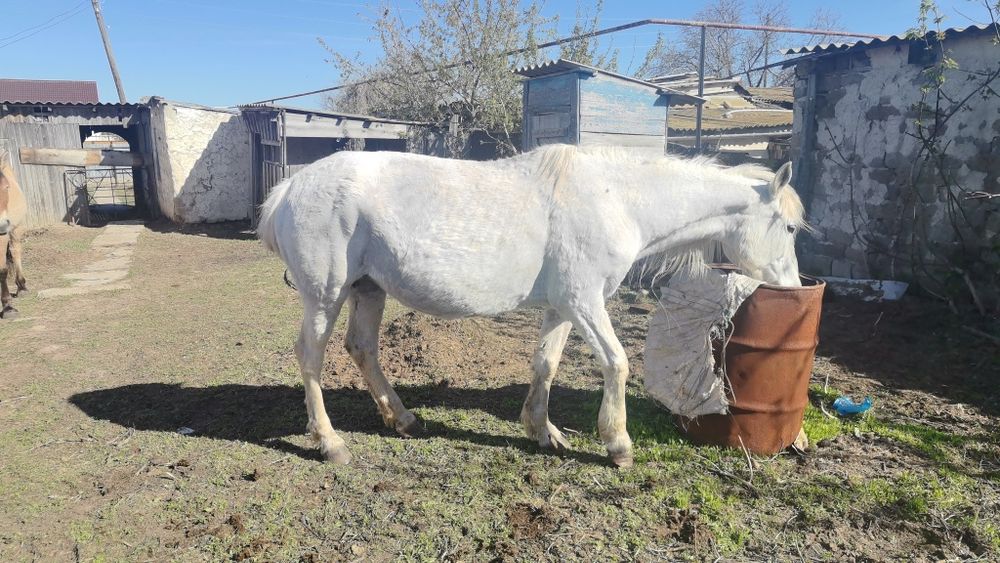 Биелер-кобылки !