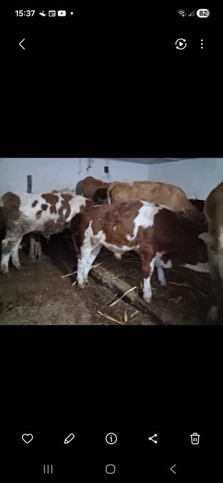 Vand o vacă si 2 tăurași(Raspund nyma apel!!)