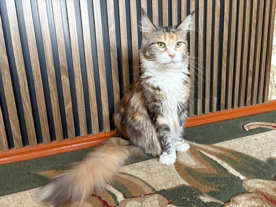 Мейн Кун котенок