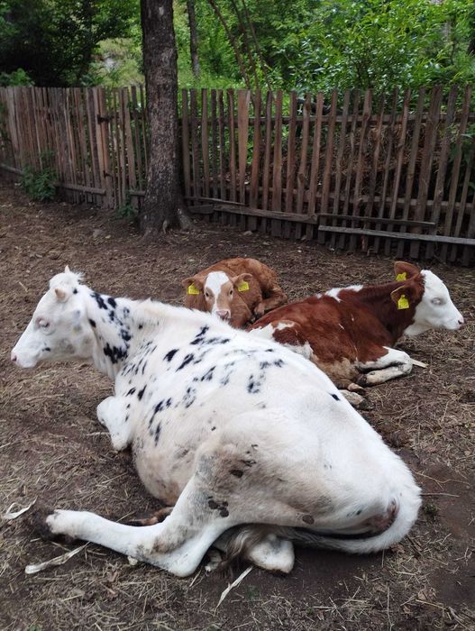 Vaca de vânzare