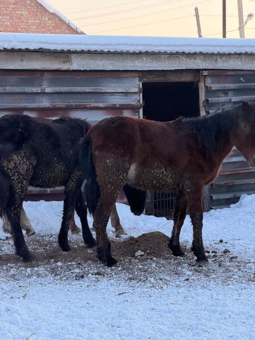 Продам лошадей с откорма