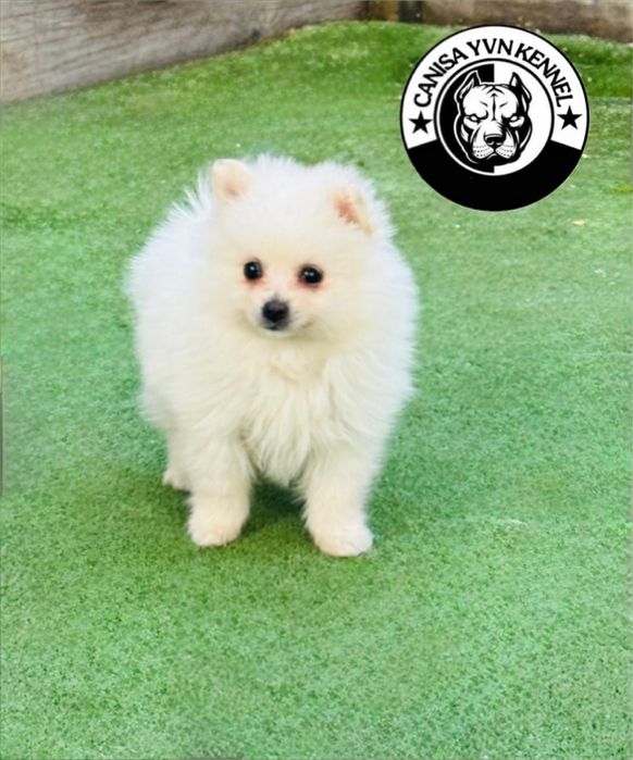 Mascul pomeranian miny cu pedegree
