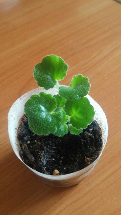 Фиалка комнатная (детка)