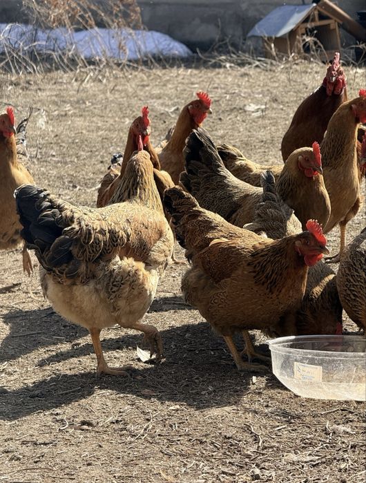 Продам Кучинских юбилейных кур