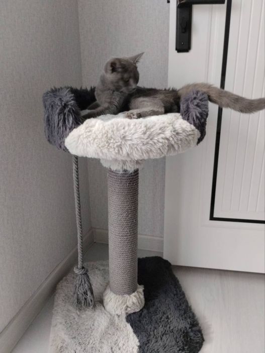 продается котёнок