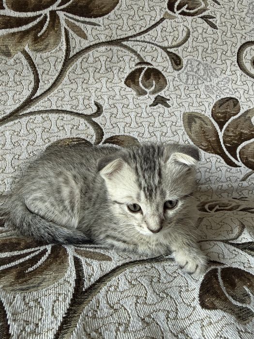 Продам котенка вислоухого