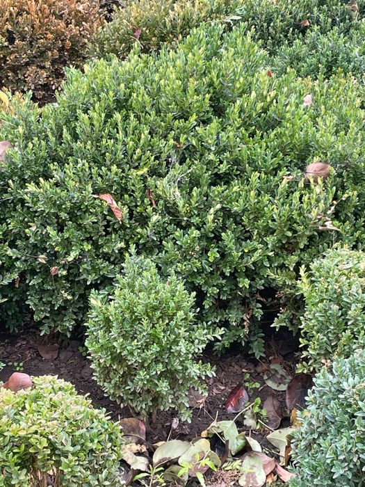 Vand Buxus Gard Viu