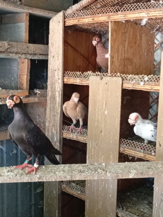 King și Caranulati de Oradea dau la schimb cu alte rase.