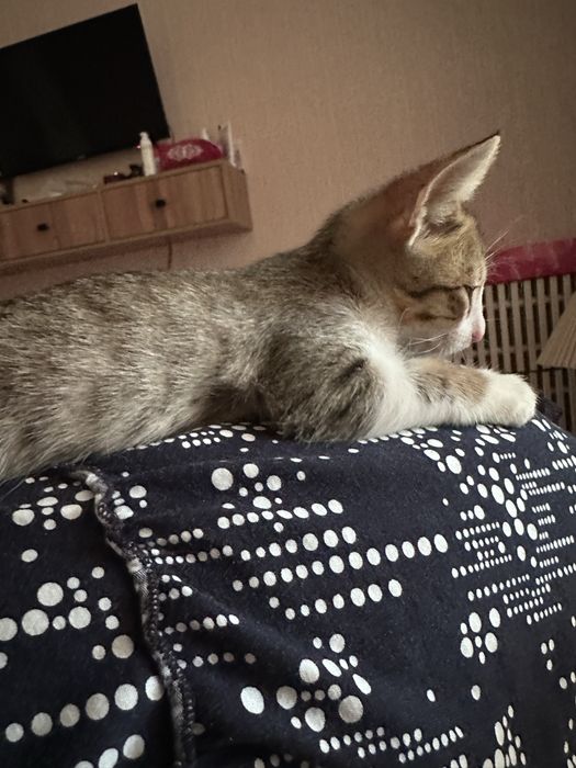 Отдам котенка в хорошие руки