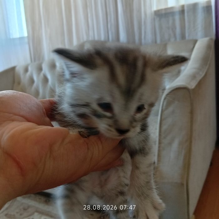 Котенки срочно по причине аллергии