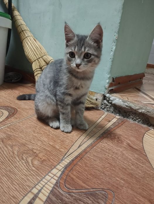 Отдам котят девочки