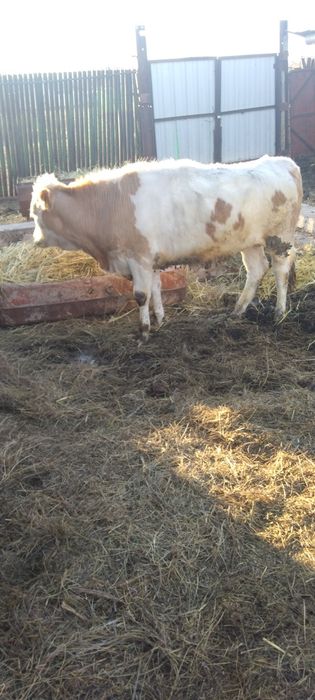 Продаются телочки