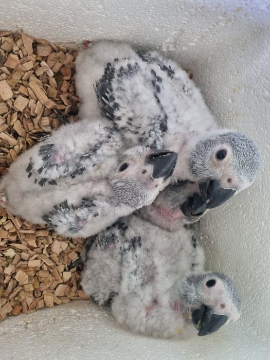 Vand pui papagal jako