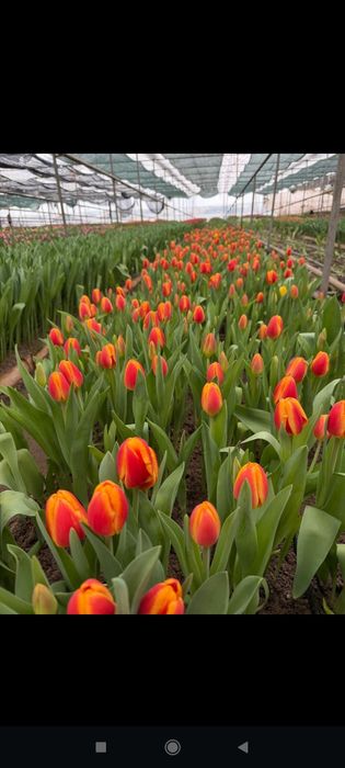 Тюльпан оптом акция