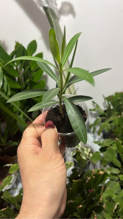 Комнатные растения