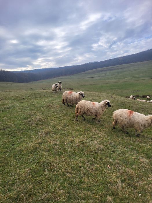 Vând oi pentru mai multe detalii în privat!