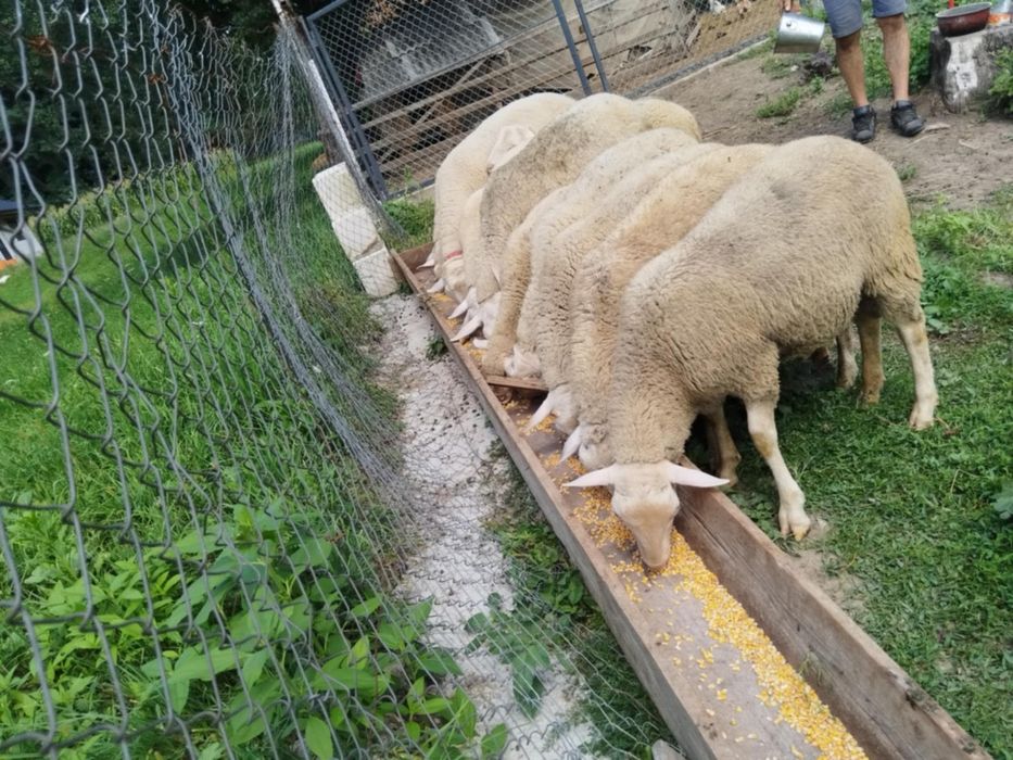 Vand berbeci rasa foarte buna laguna franceza .