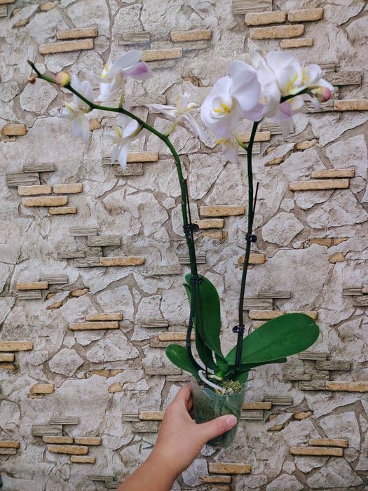 Phalaenopsis Amabilis