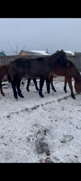 Продам жеребят.   .