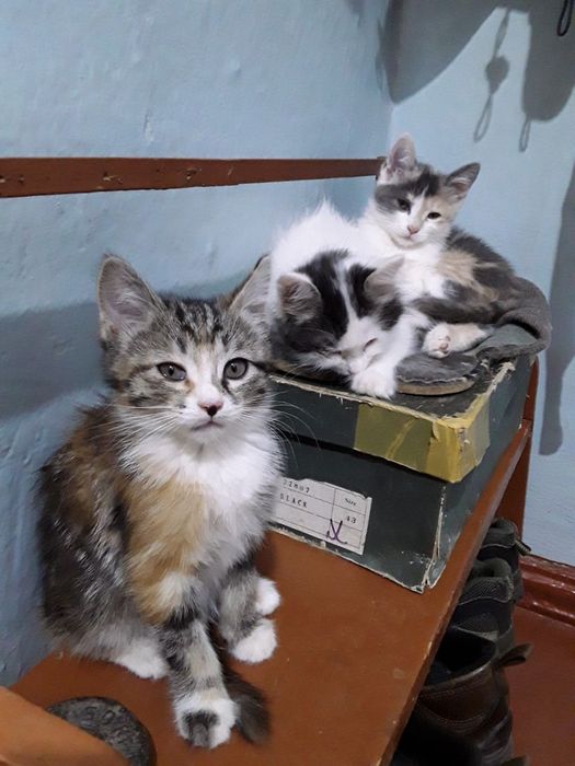 Котята в добрые руки