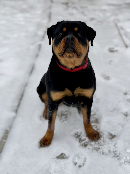 Ротвейлер сука 8 месяцев