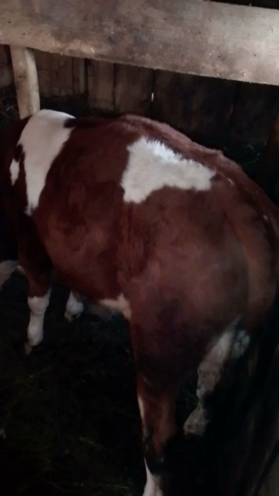Vând vițel de trei luni