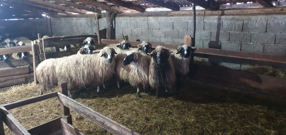 Oi breze disponibile