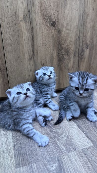 Шотландские котята