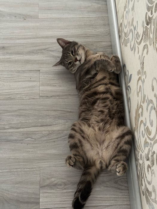 Mushuk berib yuboriladi