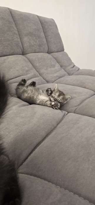Котята шатландские