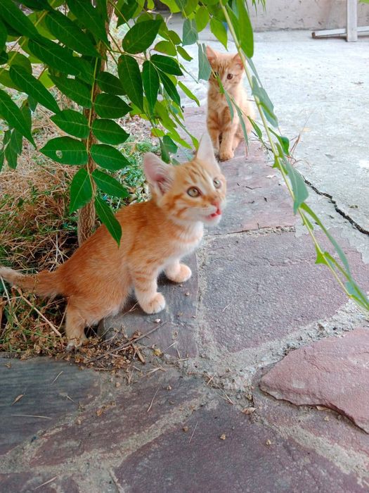 Отдам котят в хорошие руки