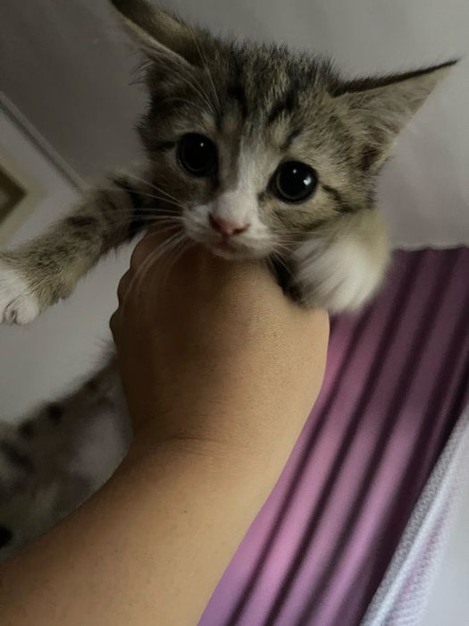 Бесплатно отдам котят