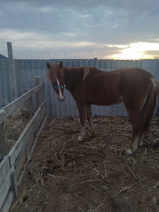 Аиғыр сатылады мінгі