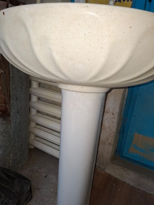 Раковина тюльпан