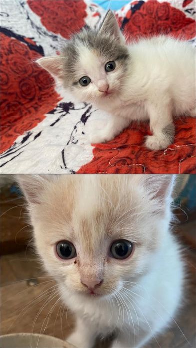 Отдам котят девочки