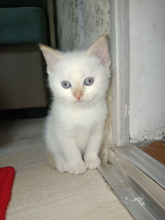 Mushuk bolalari 2 oylik  Yaxshi QARAYDIGANLARGA sotiladi.