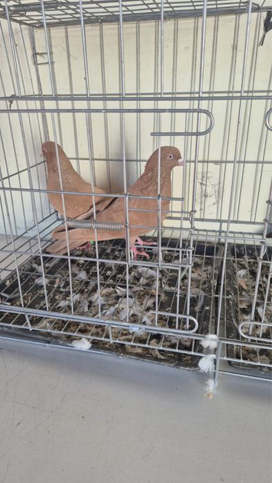 В продаже породистые голуби