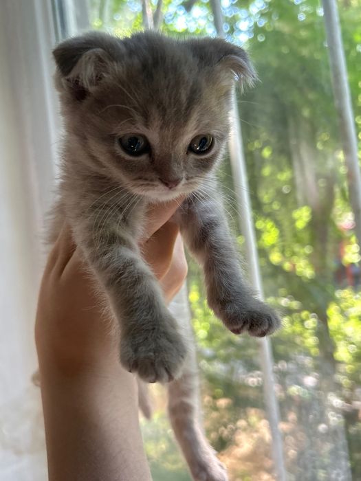 Скотиш фолд котенок