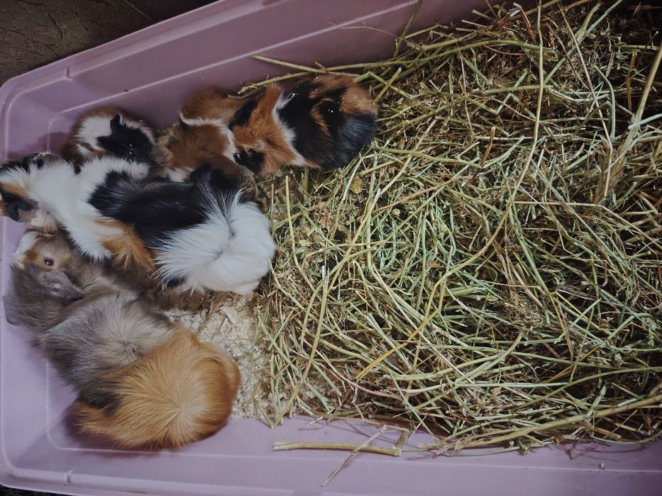 Морские свинки продам