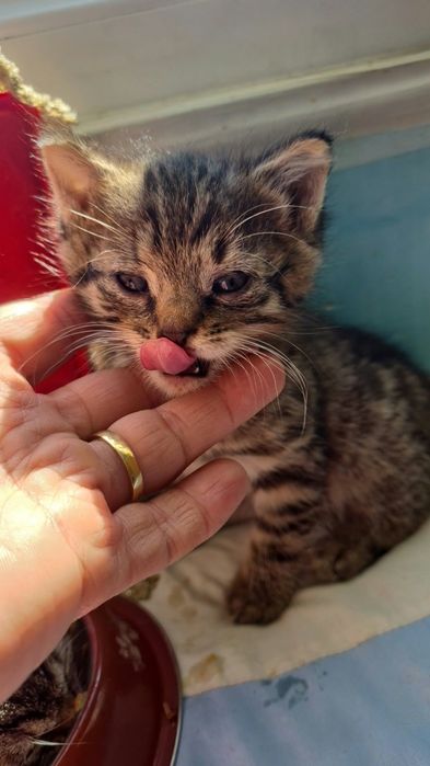 Adoptie pui de pisicia