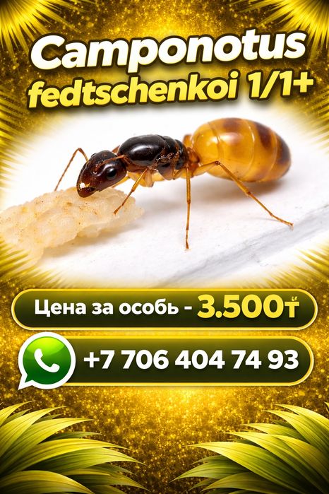 Муравьи - Разные