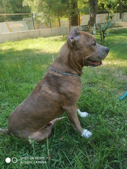 Вязка питбультерьера (Sotilmaydi/Не продаётся)