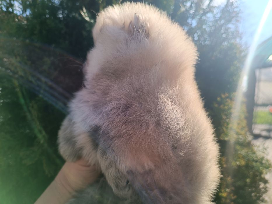 Померан/Померани