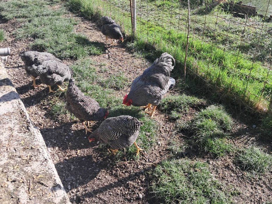 Familie Playmouth Rock Barat