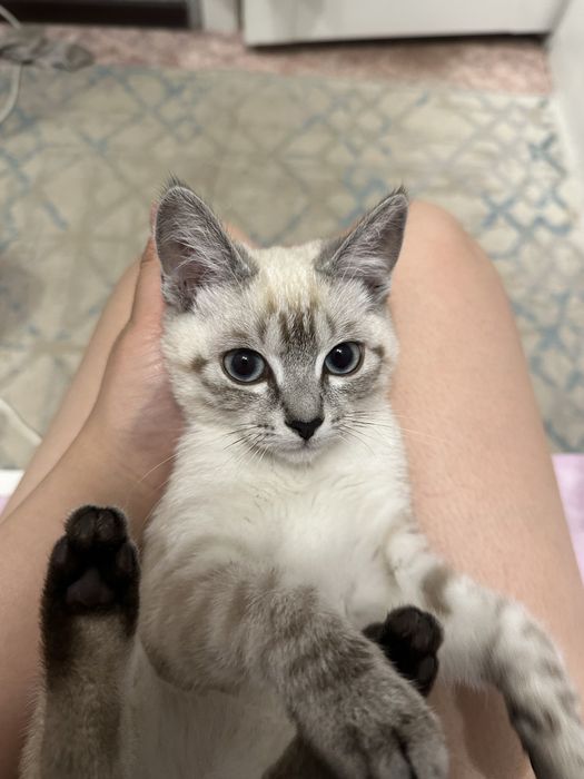 Отдам бесплатно кошку