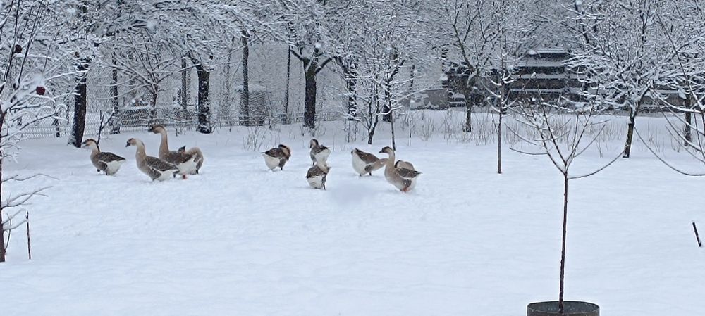 Gâște leșești de vânzare