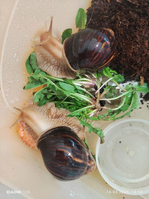 Улитки сухопутные Ахатины