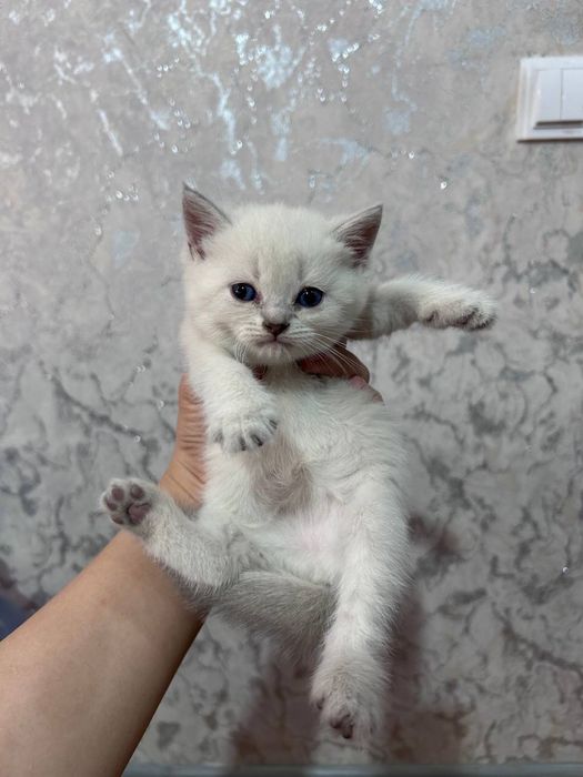 Продаются котята / Мушук болалари сотилади